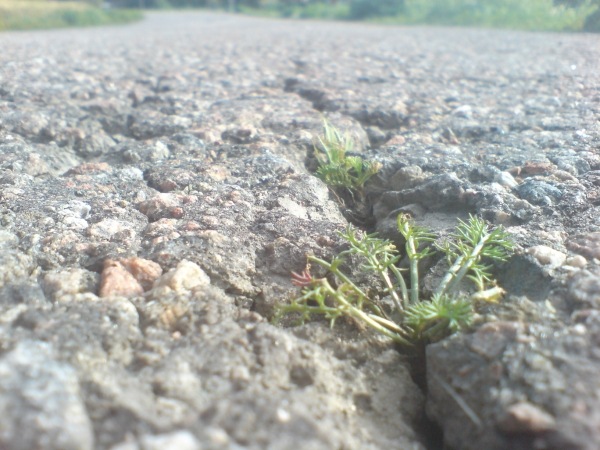 Växter i asfalten